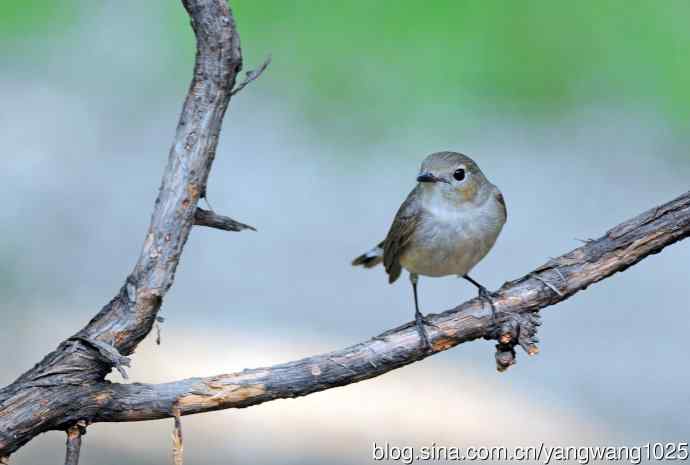 雌性红喉姬鹟(1) 雌性红喉姬鹟(1)