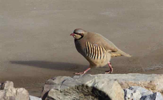 涧底有鸡鸣 wbr石上意踟躇