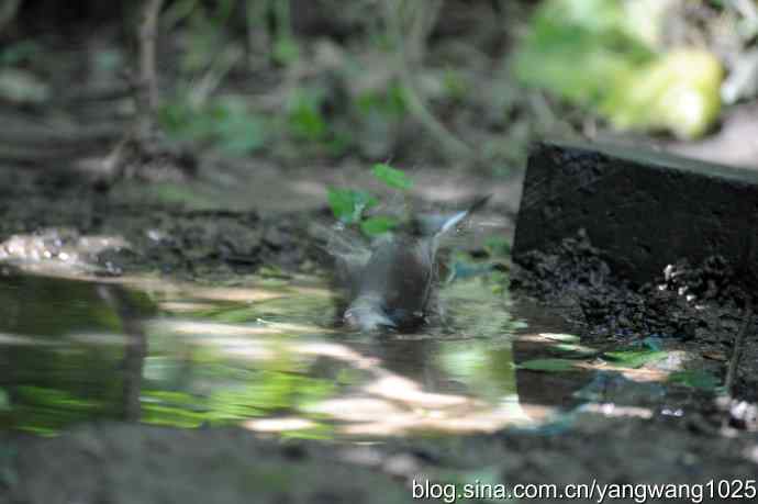 蓝歌鸲(雌)1 蓝歌鸲(雌)1