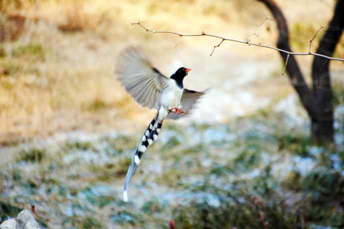 红嘴蓝鹊（12）