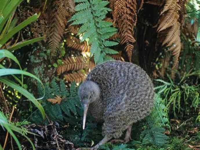 盘点十二大著名食蚁动物：短吻针鼹