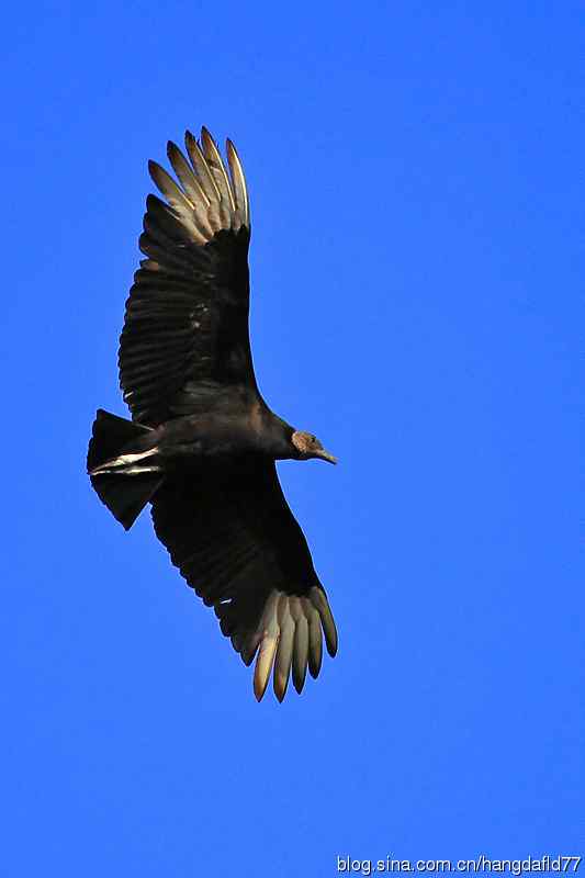 黑美洲鹫（3）