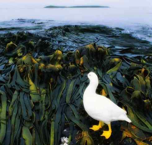 欣赏:美丽的草雁 欣赏:美丽的草雁