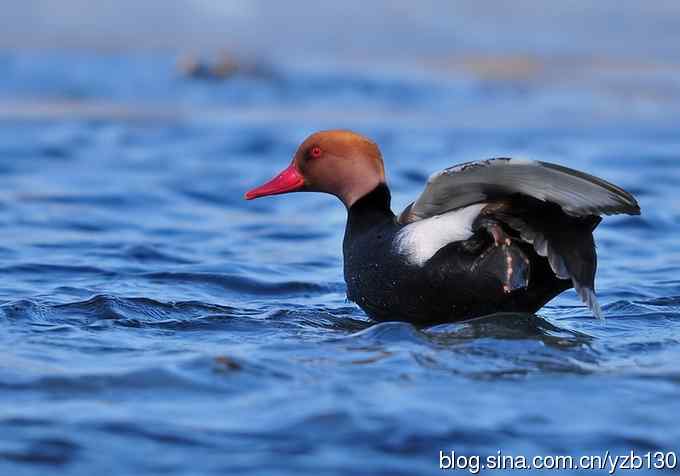 冰之蓝&bull;赤嘴潜鸭&bull;元宵节快乐（组图，15张图片）