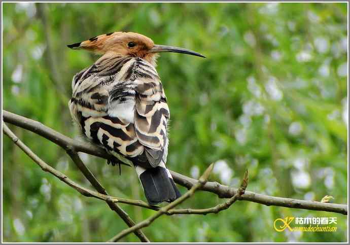 风情万种的鈥湸魇も澞瘛菊掌