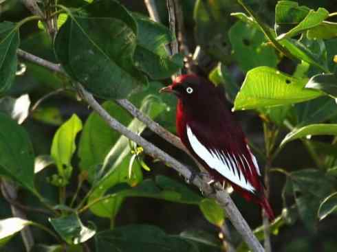 极品红色鸟类：深红紫伞鸟