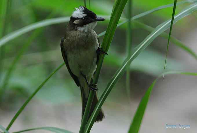 再拍:白眉.紫背和黄鹂 再拍:白眉.紫背和黄鹂