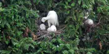 白鹭王国摄影记