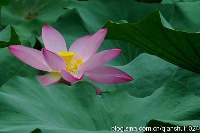 湖畔上的美丽(黑天鹅.荷.莲)