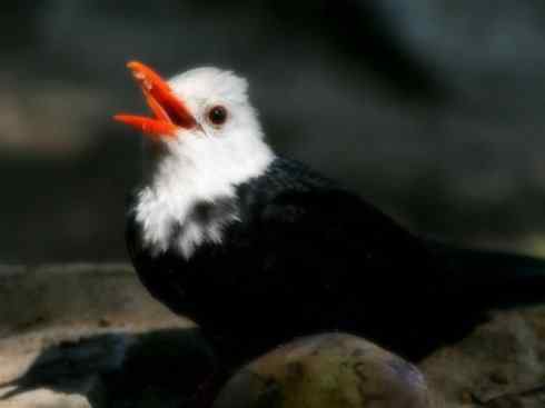 白头鸟系列:另类的美丽（黑短脚鹎）