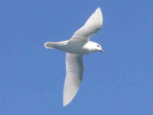 奇特的盔：雪海燕