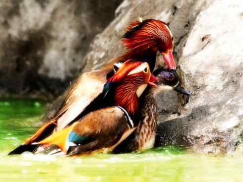 欣赏：美丽的栖鸭2