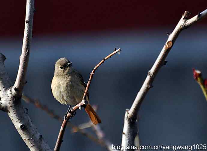 第一场春雨之后 wbr3