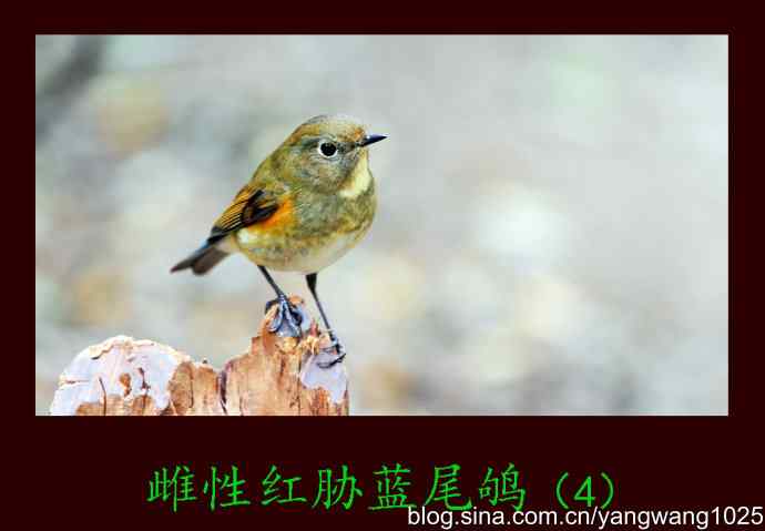 雌性红胁蓝尾鸲(4) 雌性红胁蓝尾鸲(4)