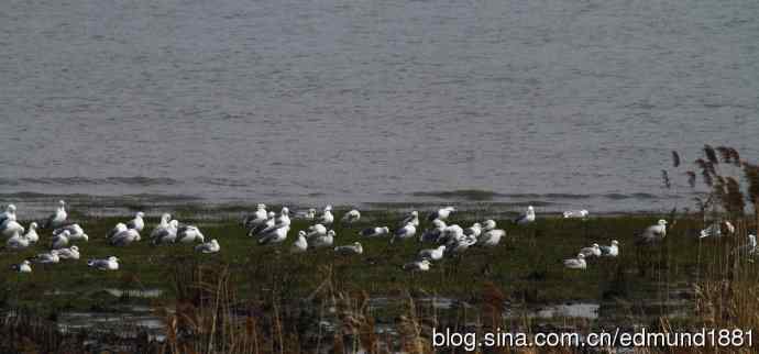 吴淞炮台湾湿地公园3月鸟况