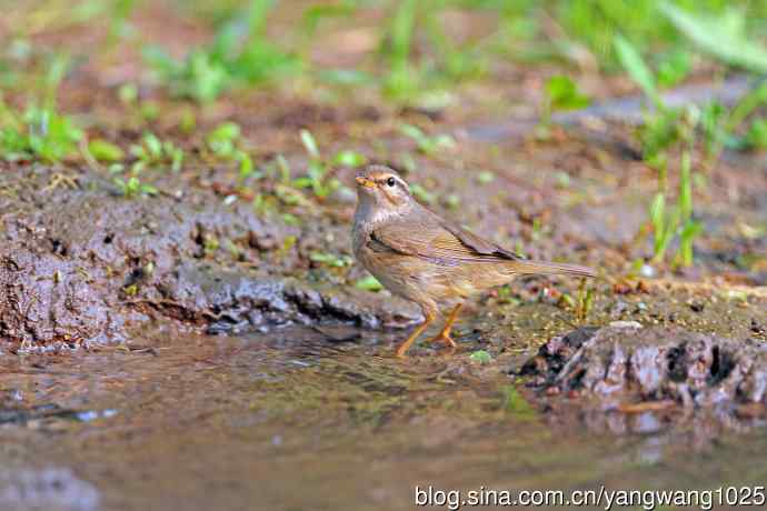 褐柳莺（4）