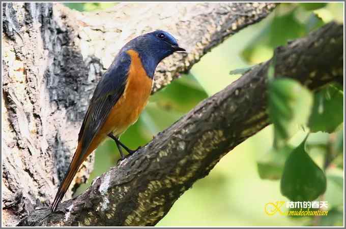 新鸟鈥溊抖詈煳拆垛潯菊掌