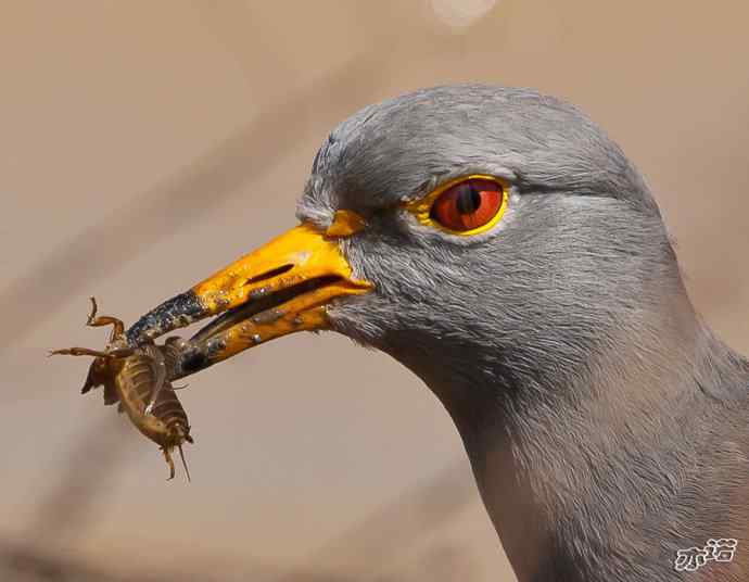 官厅水库拍鸟——灰头麦鸡