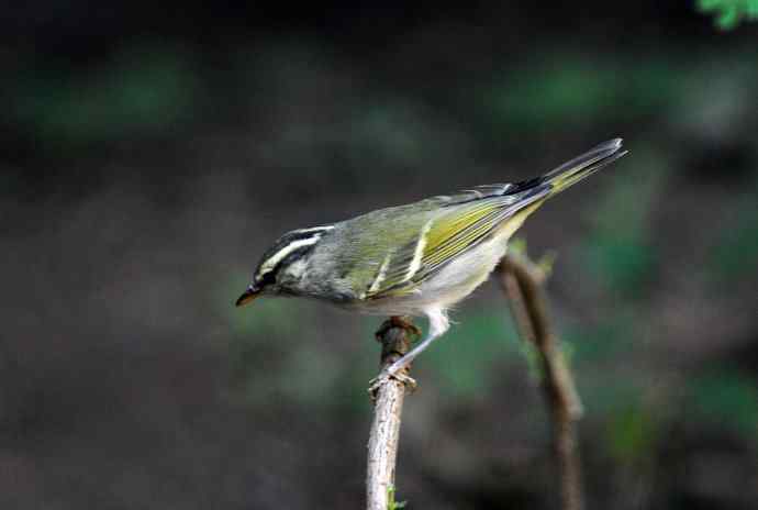 黄腰柳莺（11）