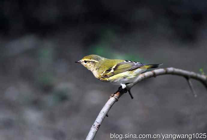 黄眉柳莺（21）