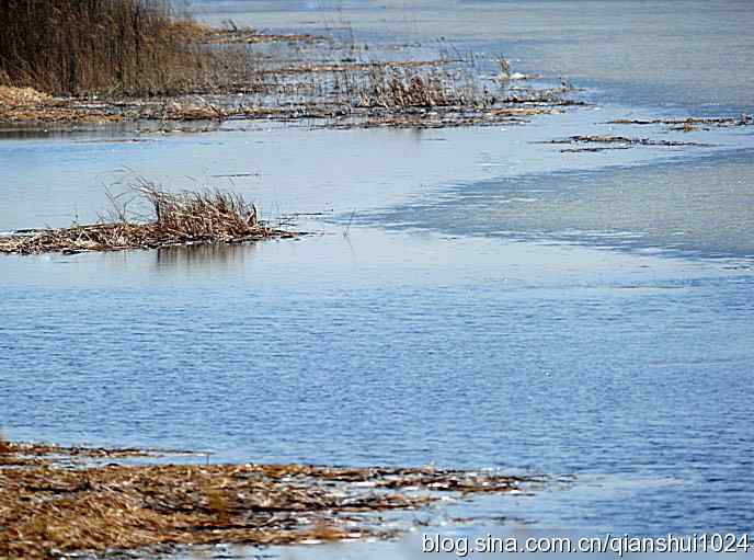 第一次遇见金斑鸻.野鸭湖