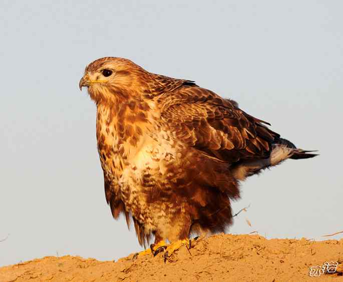 官厅水库&nbsp;wbr路&nbsp;wbr沐浴夕阳的大鵟