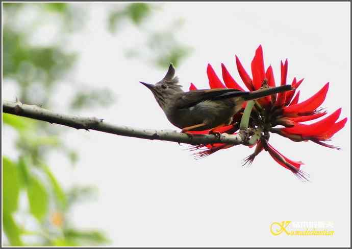 拍鸟之“纹喉凤鹛”【照片】