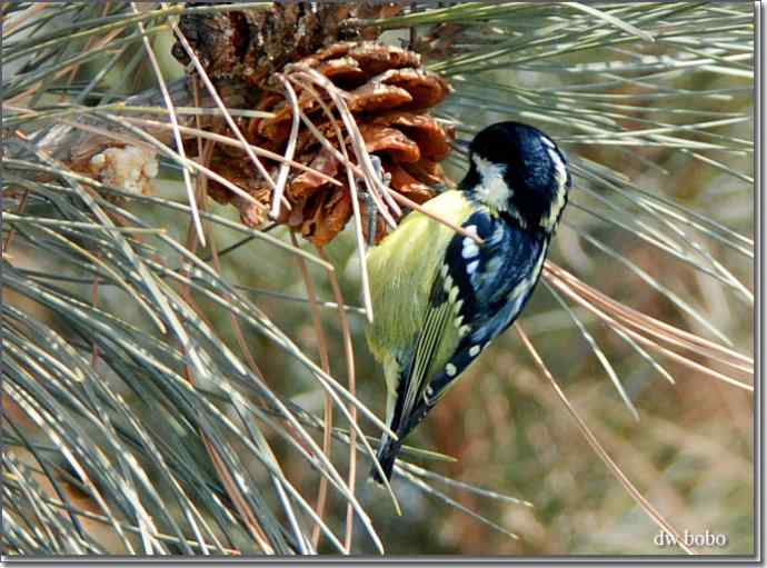 中国特有鸟种-黄腹山雀、黑头鳾