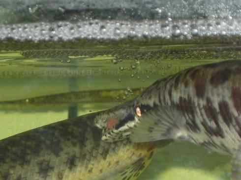 鱼类活化石：鳄雀鳝