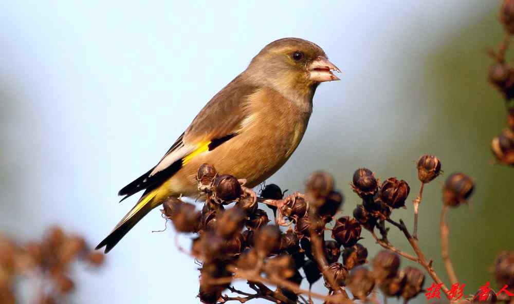 金翅雀的叫声视频