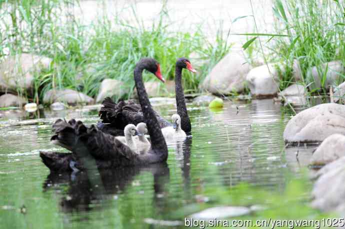 送给小朋友的图片