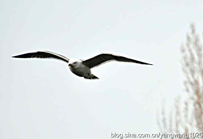 飞（海鸥）8