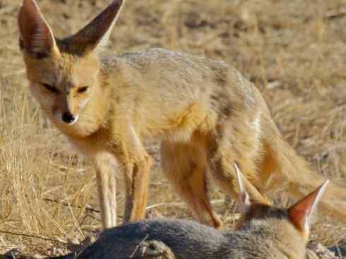 狈：传说的兽原型探秘（狐）