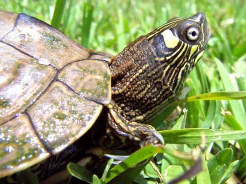 玄武：传说的兽原型探秘（水龟）