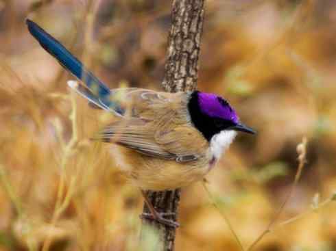 美丽无罪：雀鸟之鹩莺