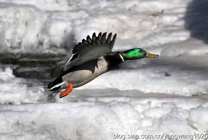 飞(绿头鸭)1 飞(绿头鸭)1