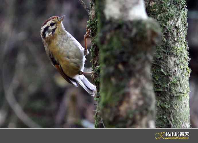 腾冲记录：黄眉林雀、栗头雀鹛、黑脸鹟莺