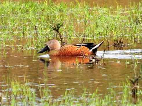 欣赏:美丽的钻水鸭5 欣赏:美丽的钻水鸭5