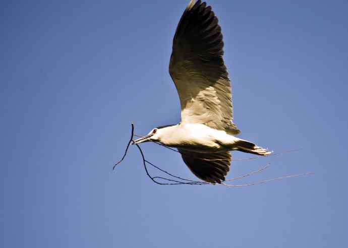 夜鹭(2011年4月) 夜鹭(2011年4月)