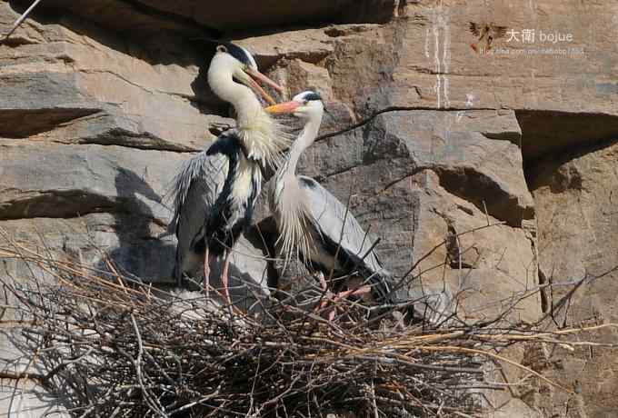 春天奏鸣曲：苍鹭的幸福生活