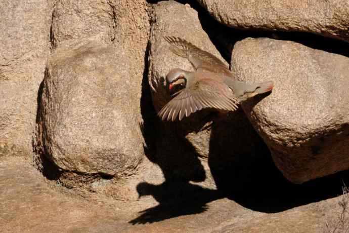山岩上的石鸡★ 山岩上的石鸡★