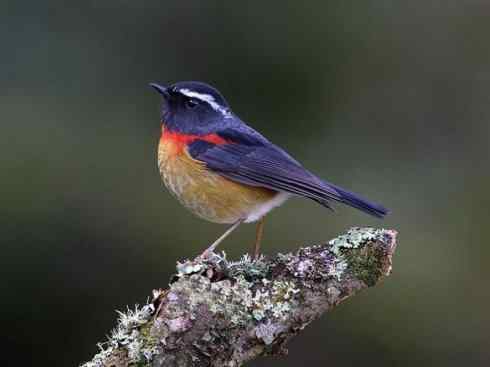 美丽无罪：雀鸟之林鸲