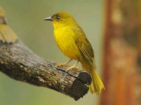 极品红色鸟类：巴西仲嘴雀