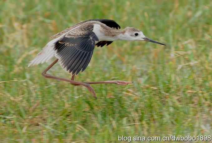 鸬鹚红腿儿和麦鸡鈥斺斈诿晒勰裥校ㄋ模