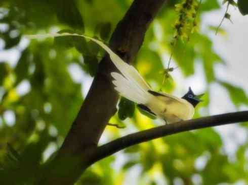 雀鸟也彪悍：霓裳飘舞（绶带）
