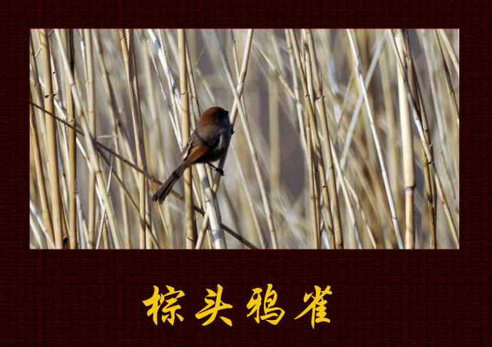 北京奥森公园的鸟类——棕头鸦雀