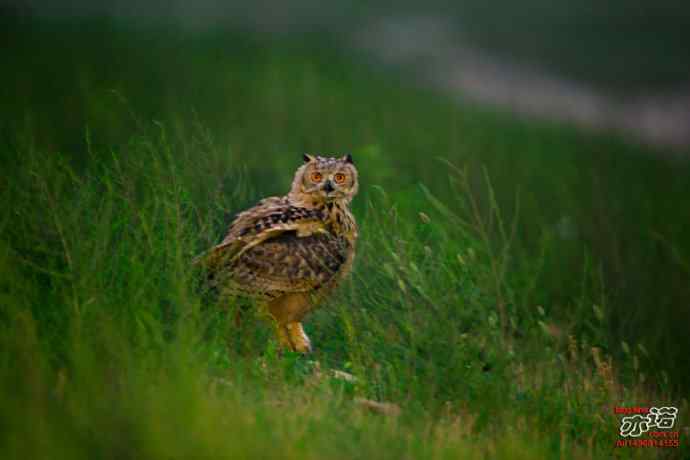 河北抚宁&nbsp;wbr路&nbsp;wbr雕鸮