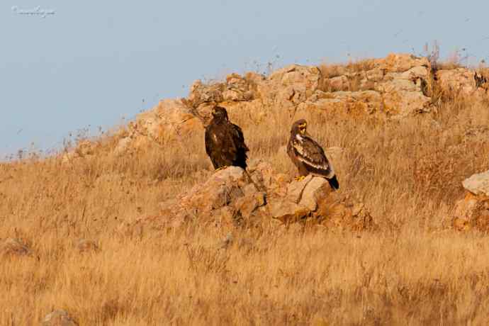 草原有约. wbr夕阳下与草原雕一家敖包相会