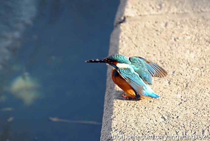 数九寒天我拍到了翠鸟