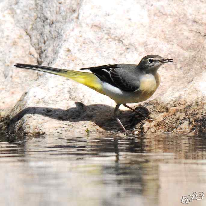 河北平山&nbsp;wbr路&nbsp;wbr灰鹡鸰